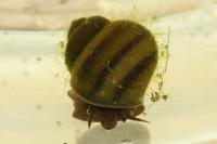 Viviparus viviparus
