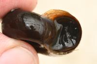 Planorbarius corneus