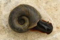 Planorbarius corneus