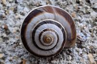Cernuella