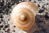Hygromia cinctella