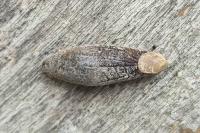 Testacella haliotidea