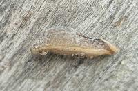 Testacella haliotidea