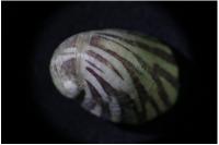 Theodoxus fluviatilis