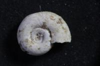 Gyraulus albus
