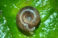 Gonyodiscus rotundatus