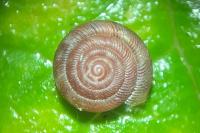 Gonyodiscus rotundatus