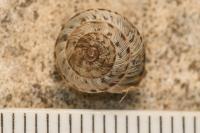 Xeroplexa intersecta