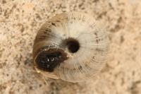 Xeroplexa intersecta