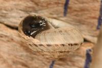 Xeroplexa intersecta