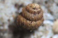 Acanthinula aculeata