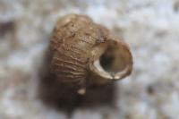 Acanthinula aculeata