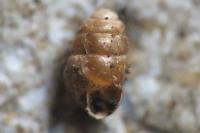 Vertigo pygmaea