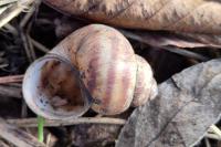 Viviparus viviparus