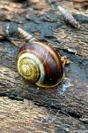 Cepaea nemoralis