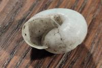 Fruticicola fruticum