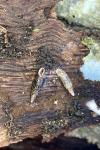Clausilia bidentata