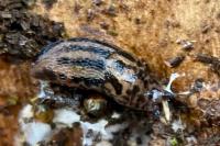 Limax maximus