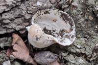 Radix auricularia