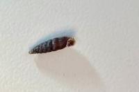 Clausilia bidentata