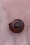 Hygromia cinctella