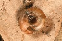 Gonyodiscus rotundatus