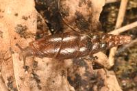 Cochlodina laminata