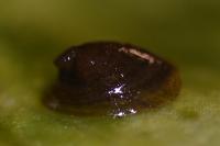 Ancylus fluviatilis