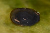 Ancylus fluviatilis