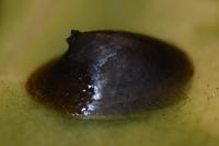 Acroloxus lacustris