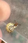 Monacha cartusiana