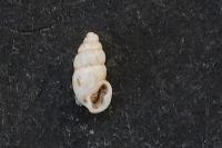 Carychium tridentatum