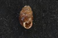 Vertigo pygmaea