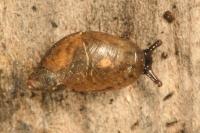 Succinea putris