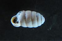 Pupilla muscorum