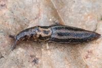 Limax maximus