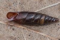 Cochlodina laminata