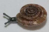 Gonyodiscus rotundatus