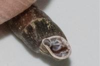 Clausilia bidentata