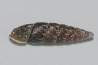 Clausilia bidentata