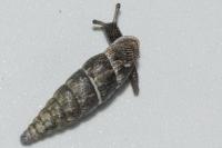 Clausilia bidentata