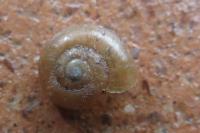 Aegopinella nitidula