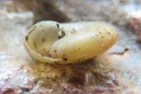 Aegopinella nitidula