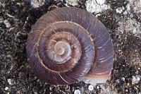 Xeroplexa intersecta