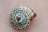 Xeroplexa intersecta