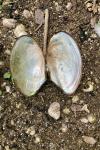 Anodonta anatina