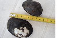 Unio crassus