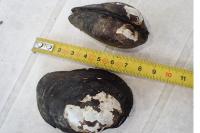 Unio crassus