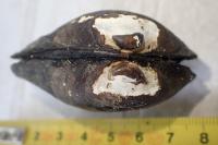 Unio crassus