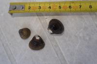 Corbicula fluminea